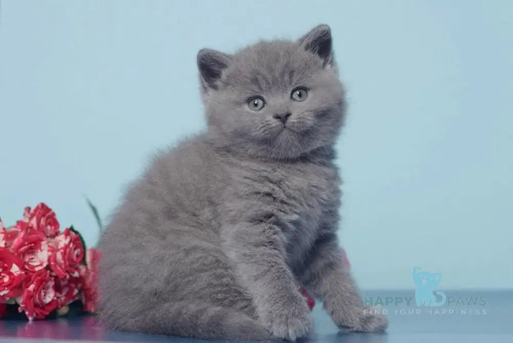 Ostin British Shorthair male blue live animals