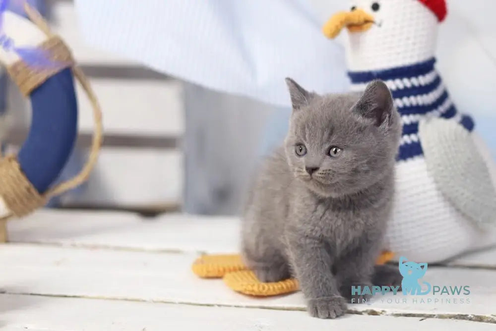 Ostin British Shorthair Male Blue Live Animals