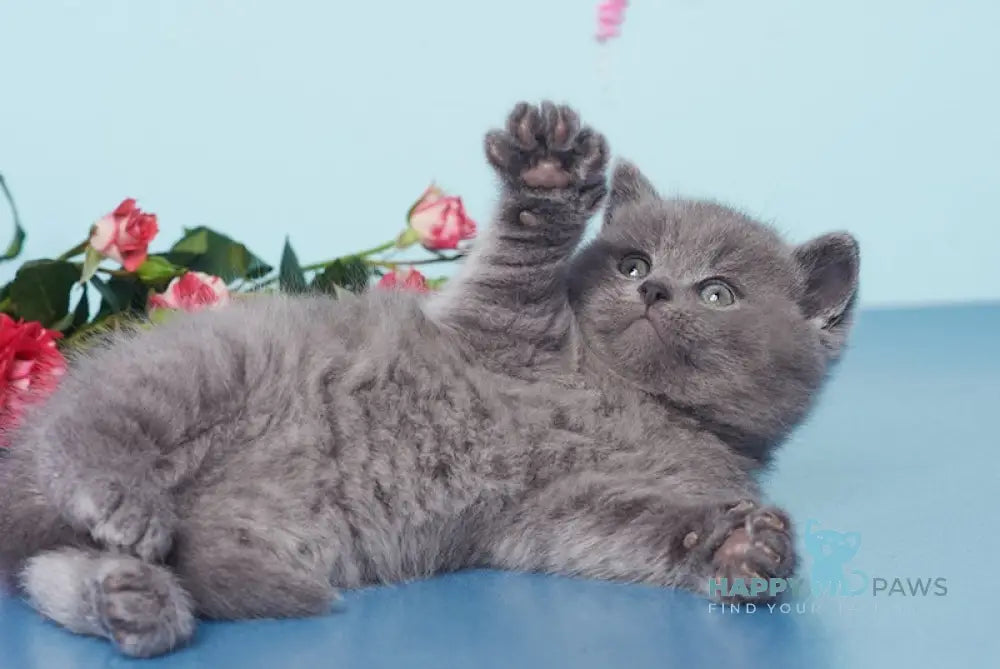 Ostin British Shorthair male blue live animals