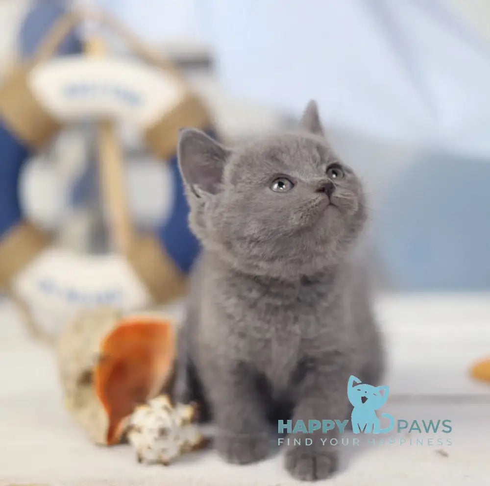 Ostin British Shorthair Male Blue Live Animals