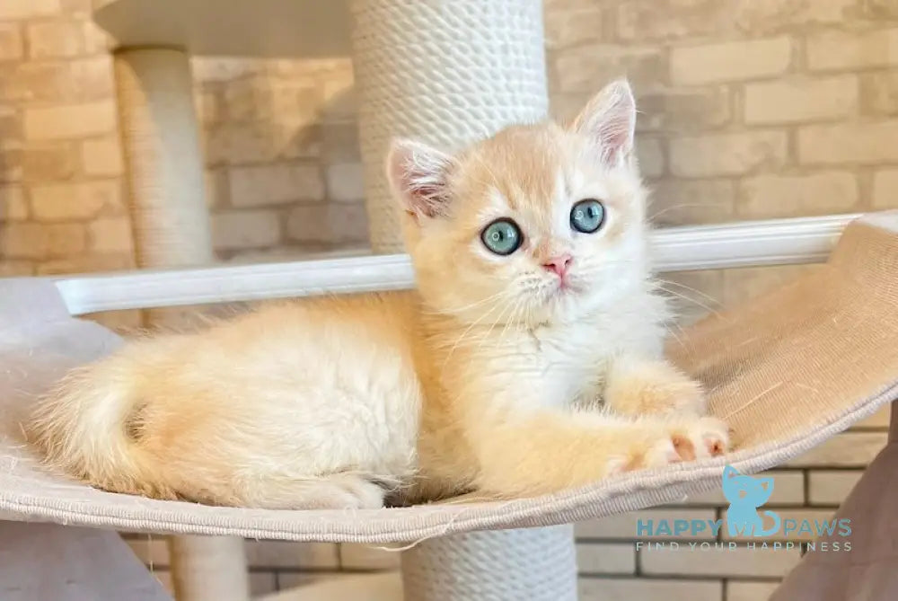 Ostin British Shorthair Male Lilac Golden Chinchilla Live Animals