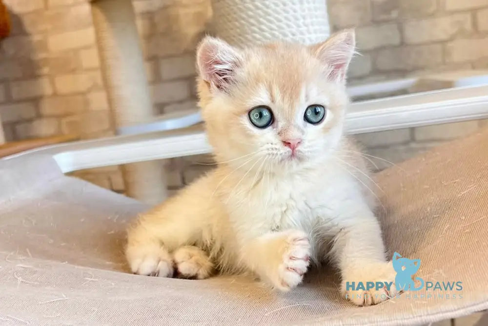 Ostin British Shorthair Male Lilac Golden Chinchilla Live Animals