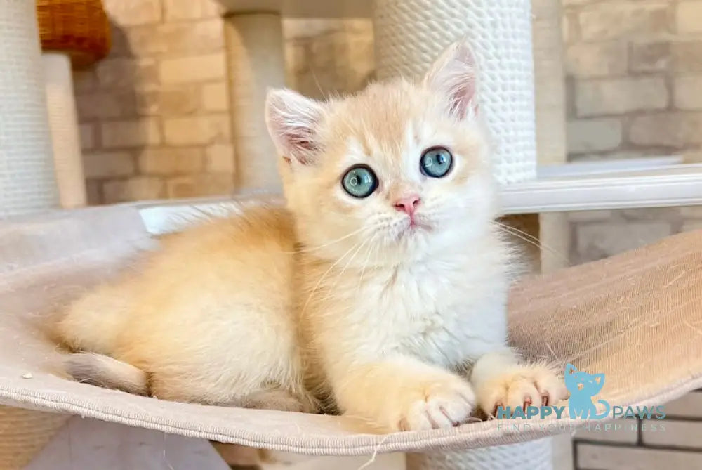 Ostin British Shorthair Male Lilac Golden Chinchilla Live Animals