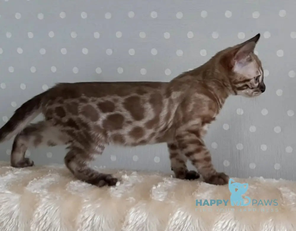 Osvald Bengal Male Black Spotted Tabby Mink Live Animals