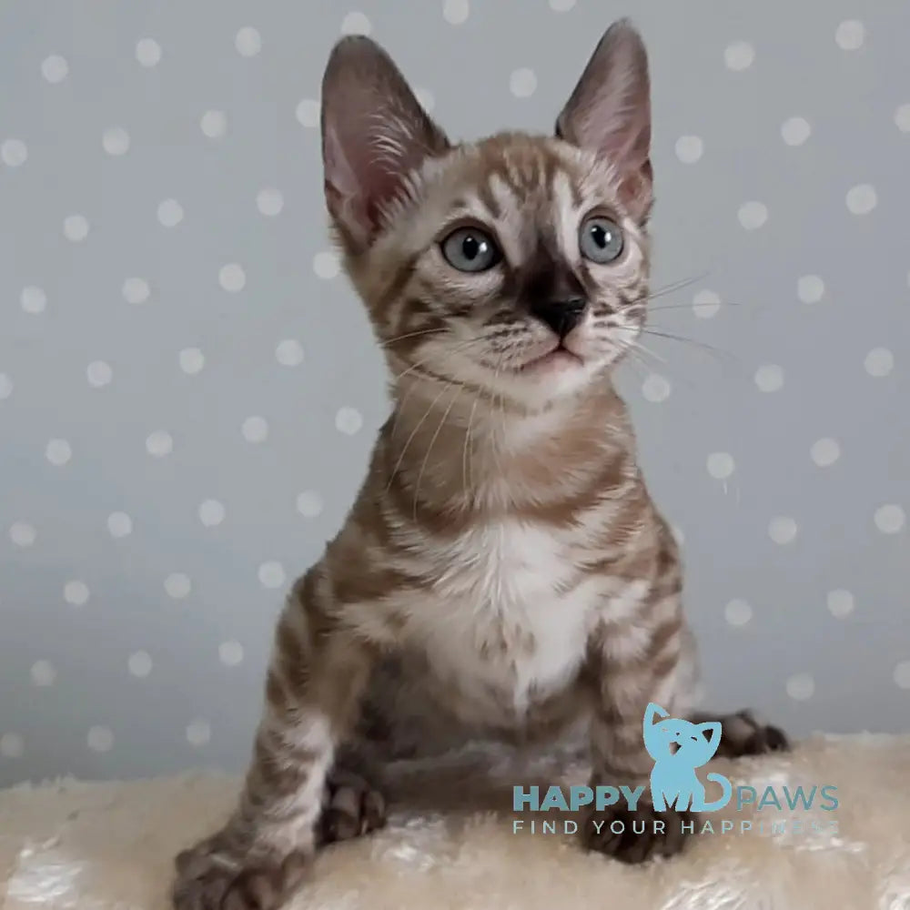 Osvald Bengal Male Black Spotted Tabby Mink Live Animals