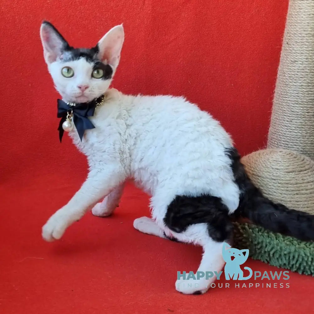 Oya Devon Rex female black harlequin live animals