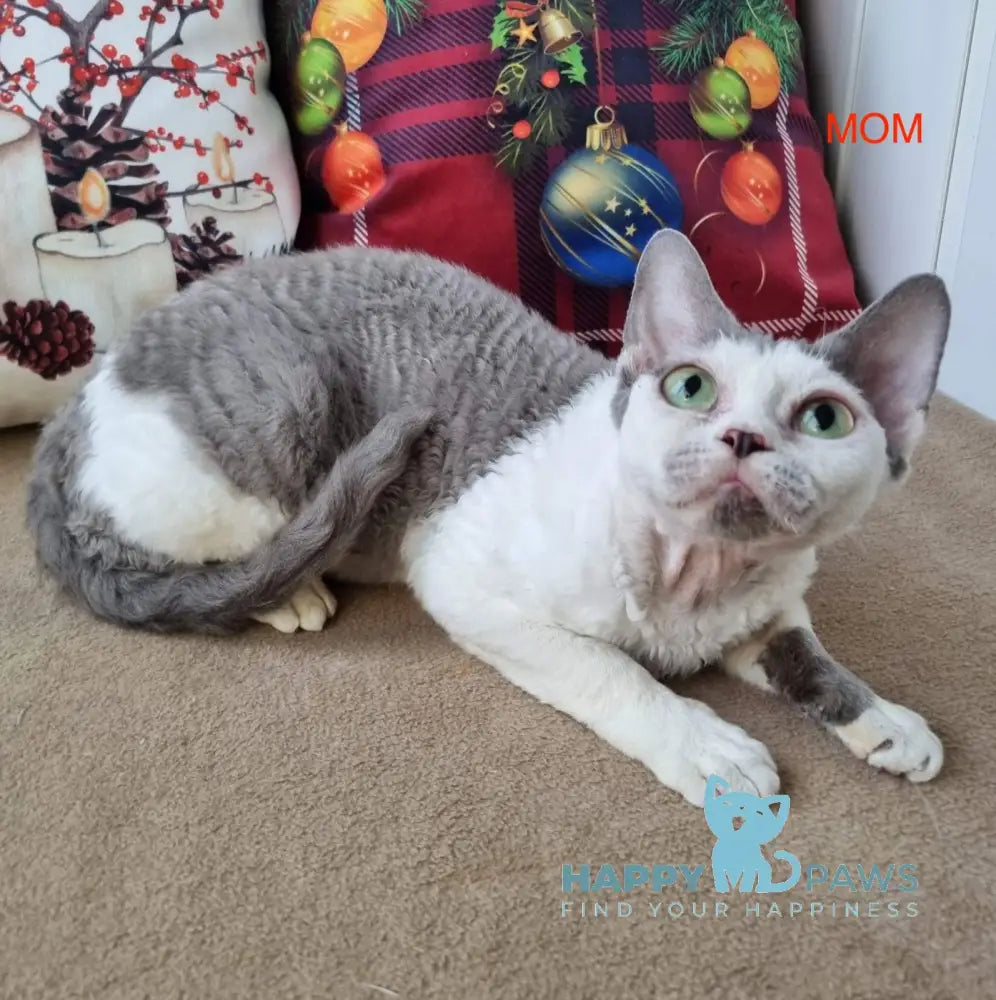 Oya Devon Rex female black harlequin live animals