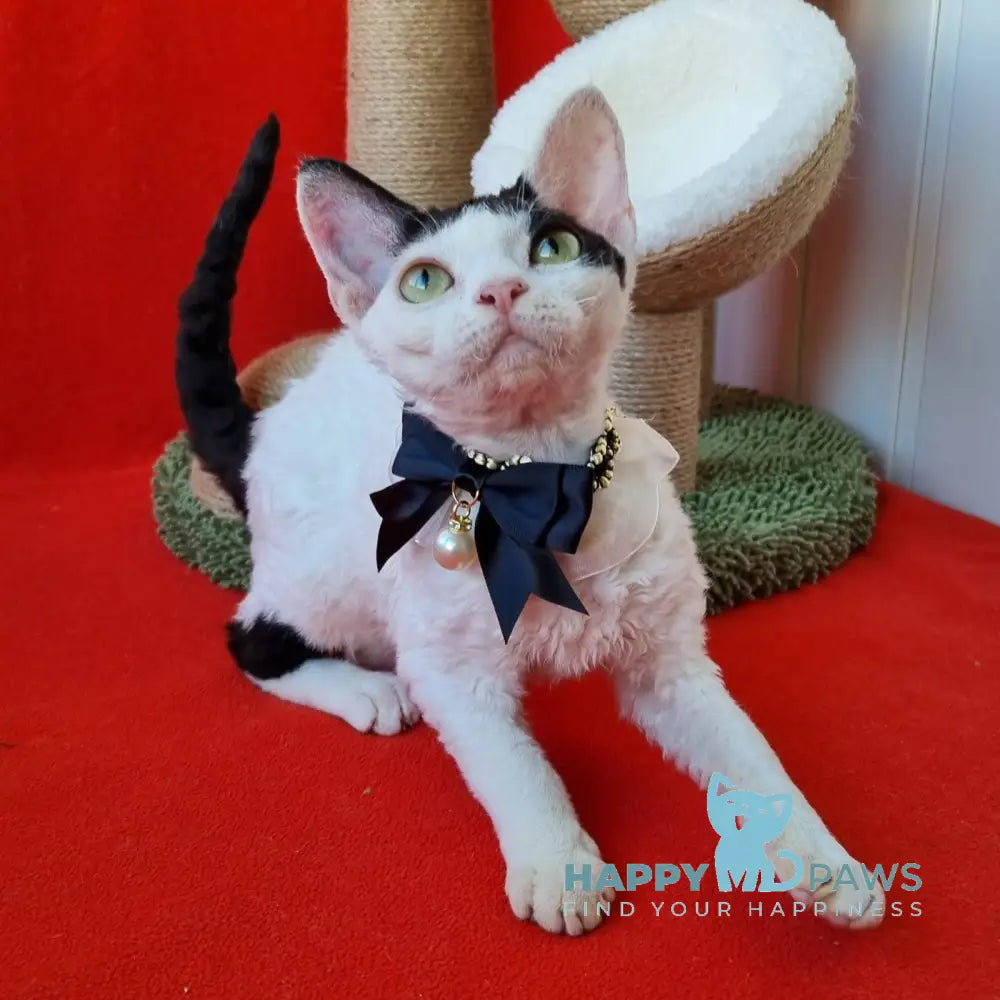 Oya Devon Rex female black harlequin live animals