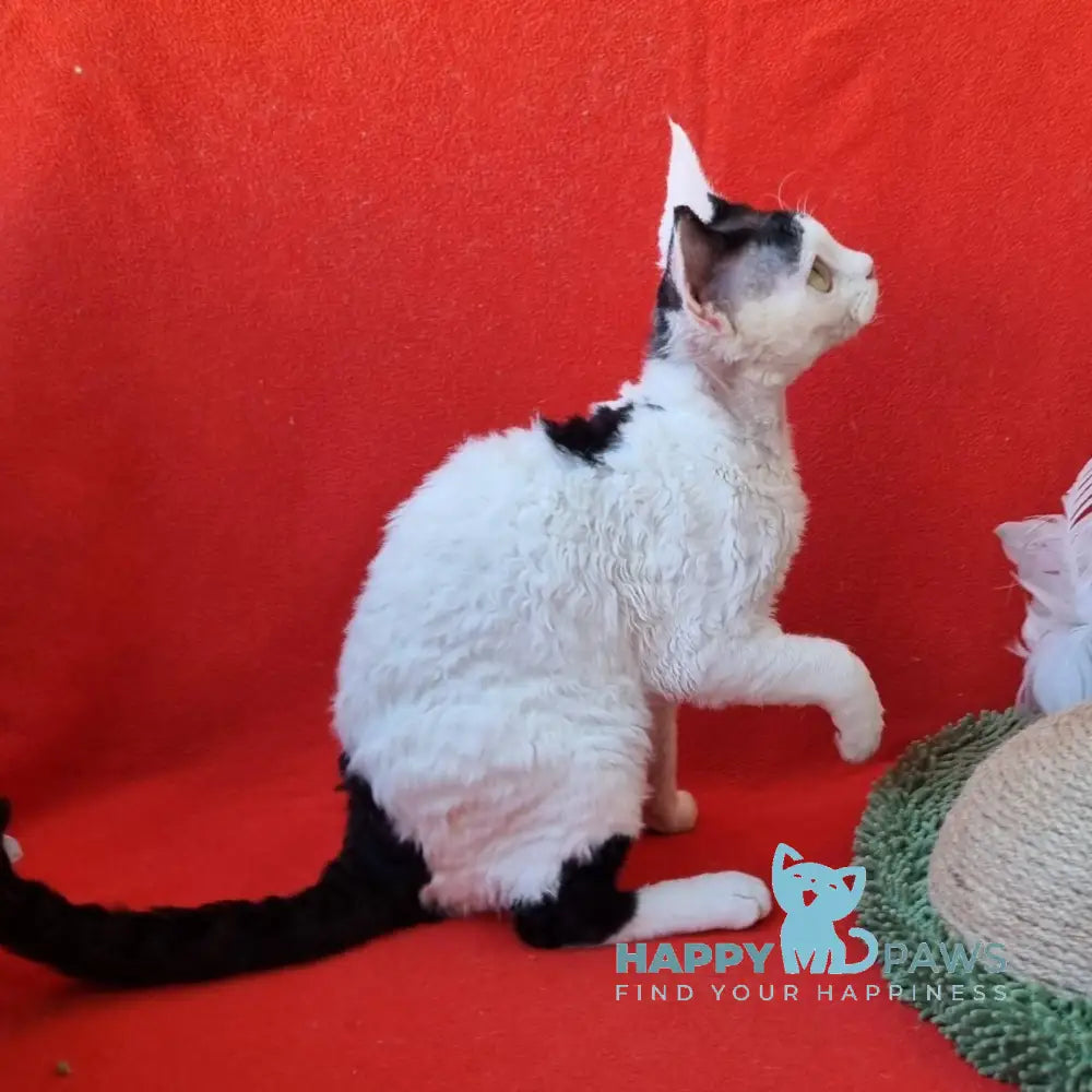 Oya Devon Rex female black harlequin live animals