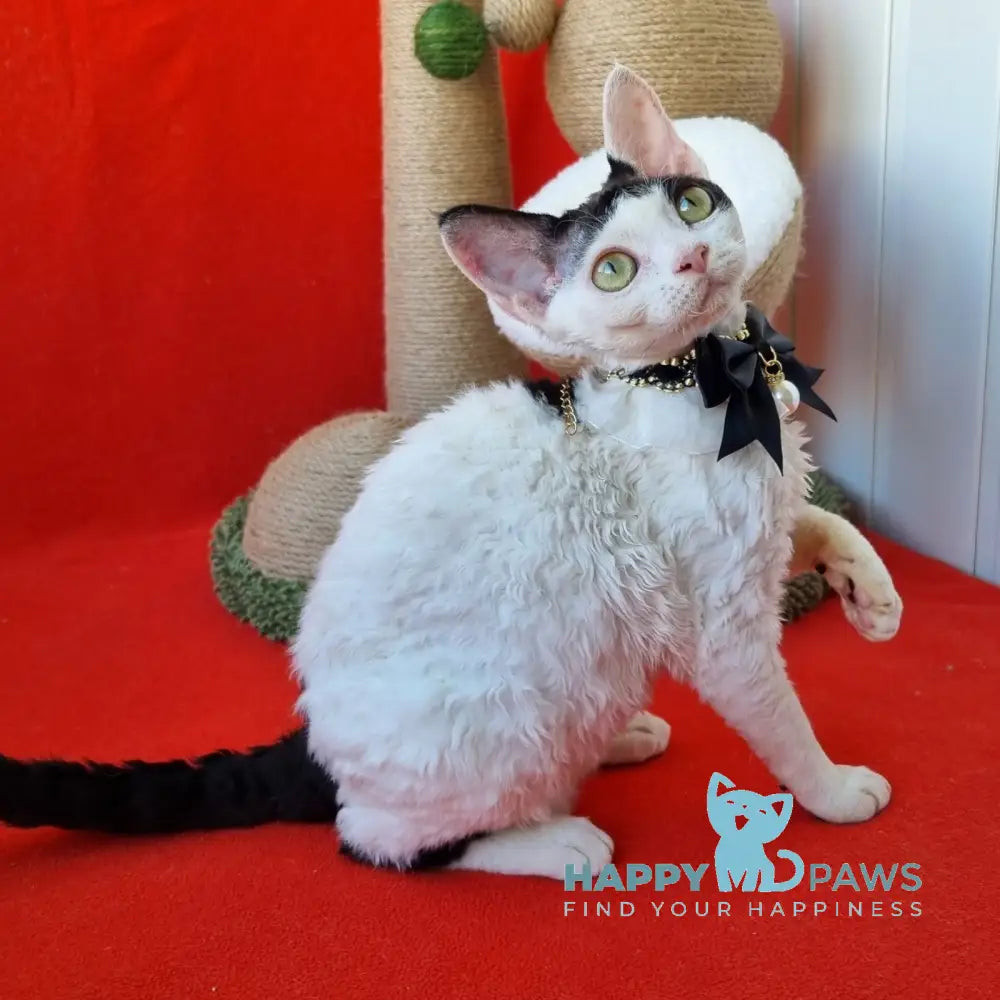 Oya Devon Rex female black harlequin live animals