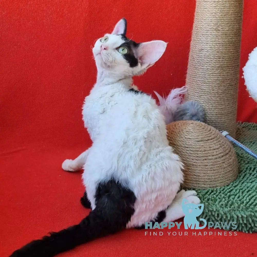 Oya Devon Rex female black harlequin live animals