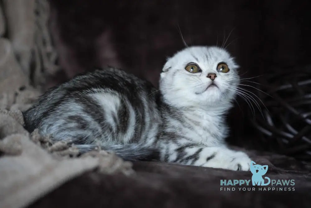 Ozzy Scottish Fold Male Black Silver Tabby Live Animals