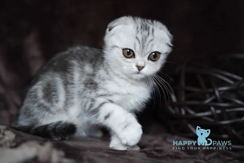 Ozzy Scottish Fold Male Black Silver Tabby Live Animals