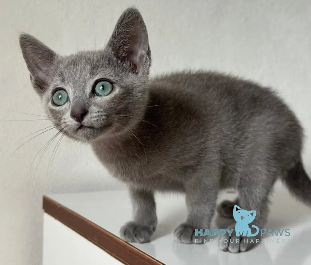 Paradise Russian Blue Male Blue Live Animals