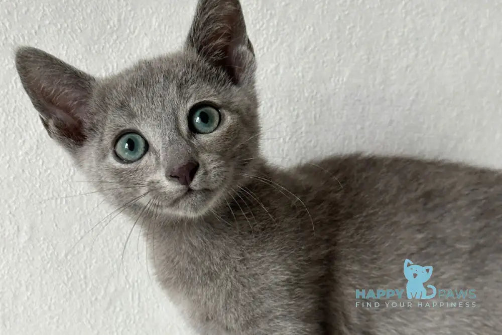 Paradise Russian Blue Male Blue Live Animals