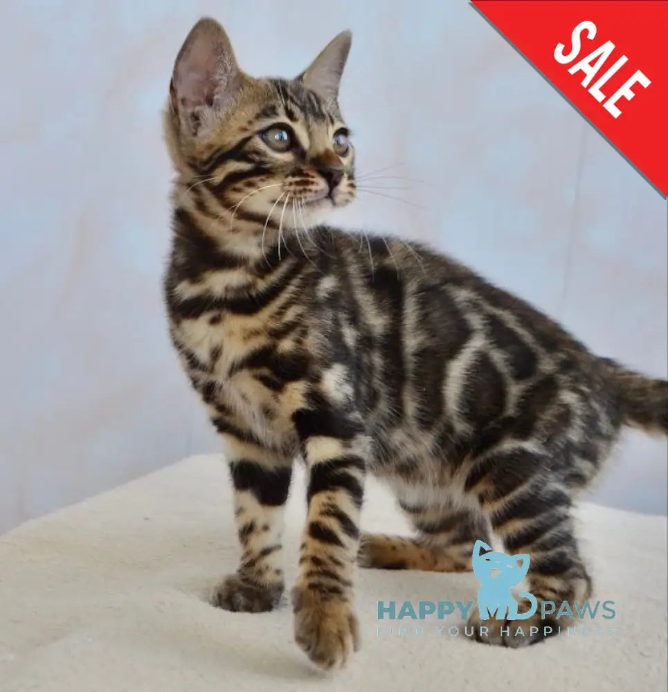 Paris Bengal Female Black Spotted Tabby