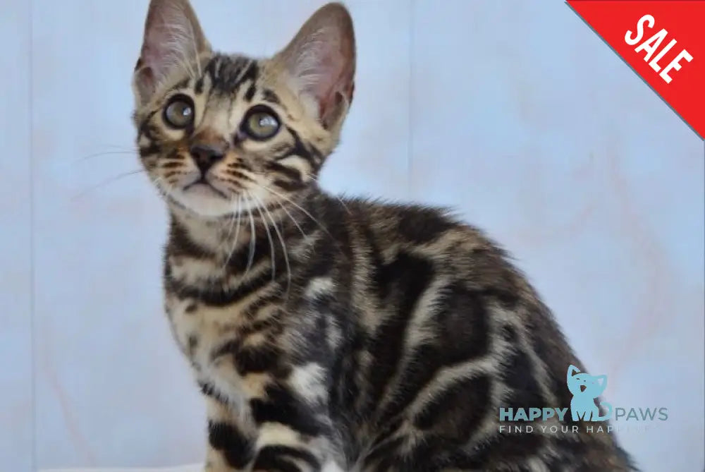 Paris Bengal Female Black Spotted Tabby