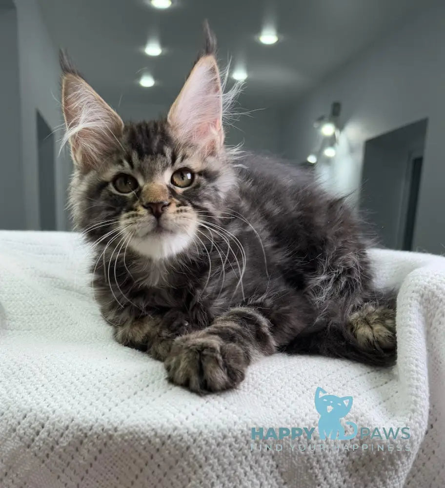 Patric Maine Coon Male Black Tabby Live Animals