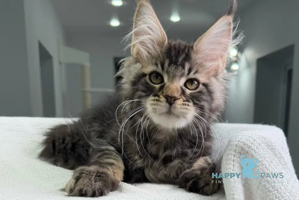 Patric Maine Coon Male Black Tabby Live Animals