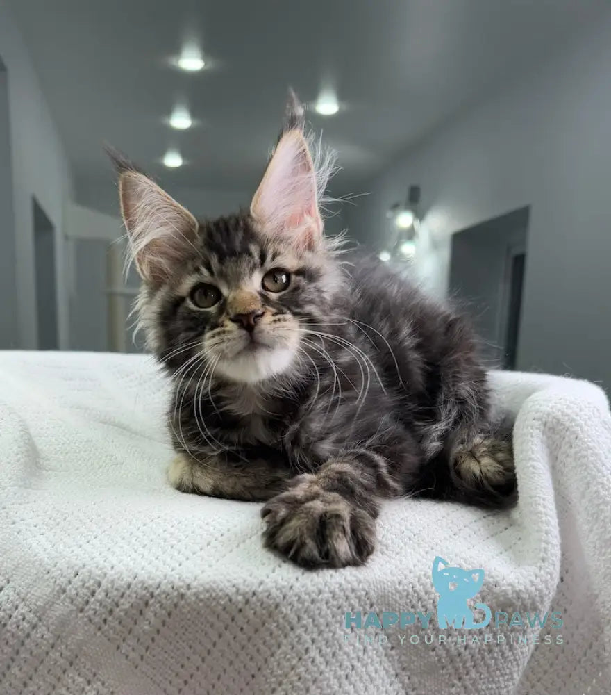 Patric Maine Coon Male Black Tabby Live Animals