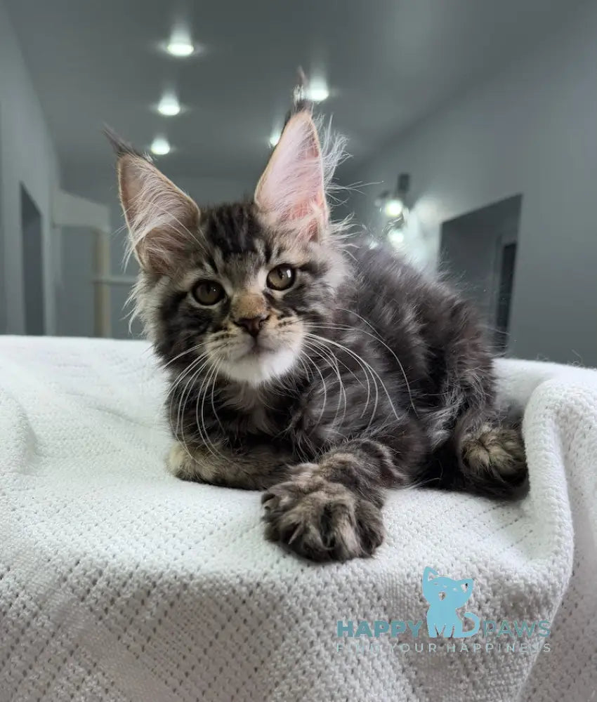 Patric Maine Coon Male Black Tabby Live Animals