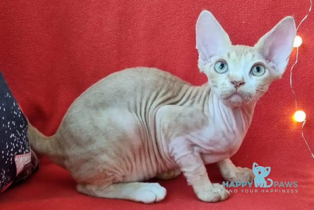 Peach Devon Rex Male Red Spotted Tabby Bicolour Live Animals