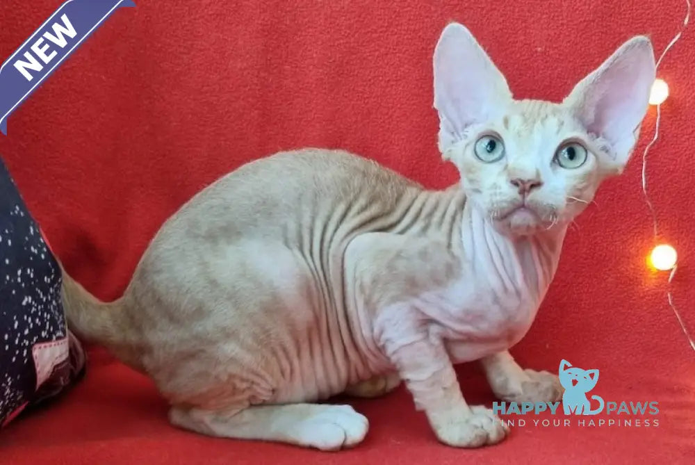 Peach Devon Rex Male Red Spotted Tabby Bicolour Live Animals