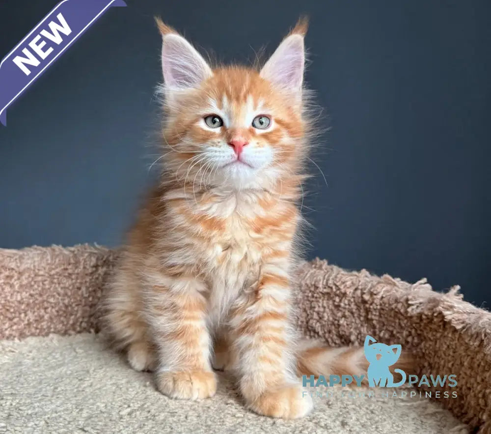 Pepper Maine Coon Female Red Tabby Live Animals