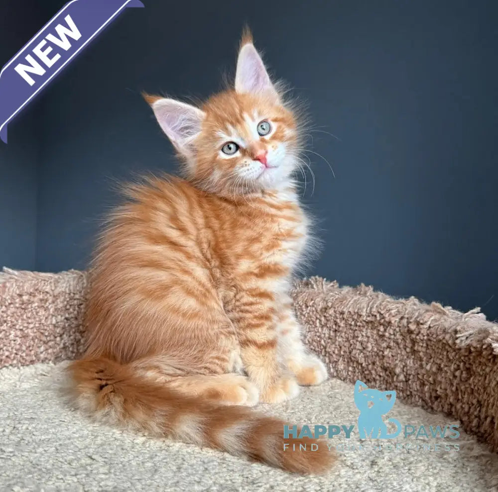 Pepper Maine Coon Female Red Tabby Live Animals