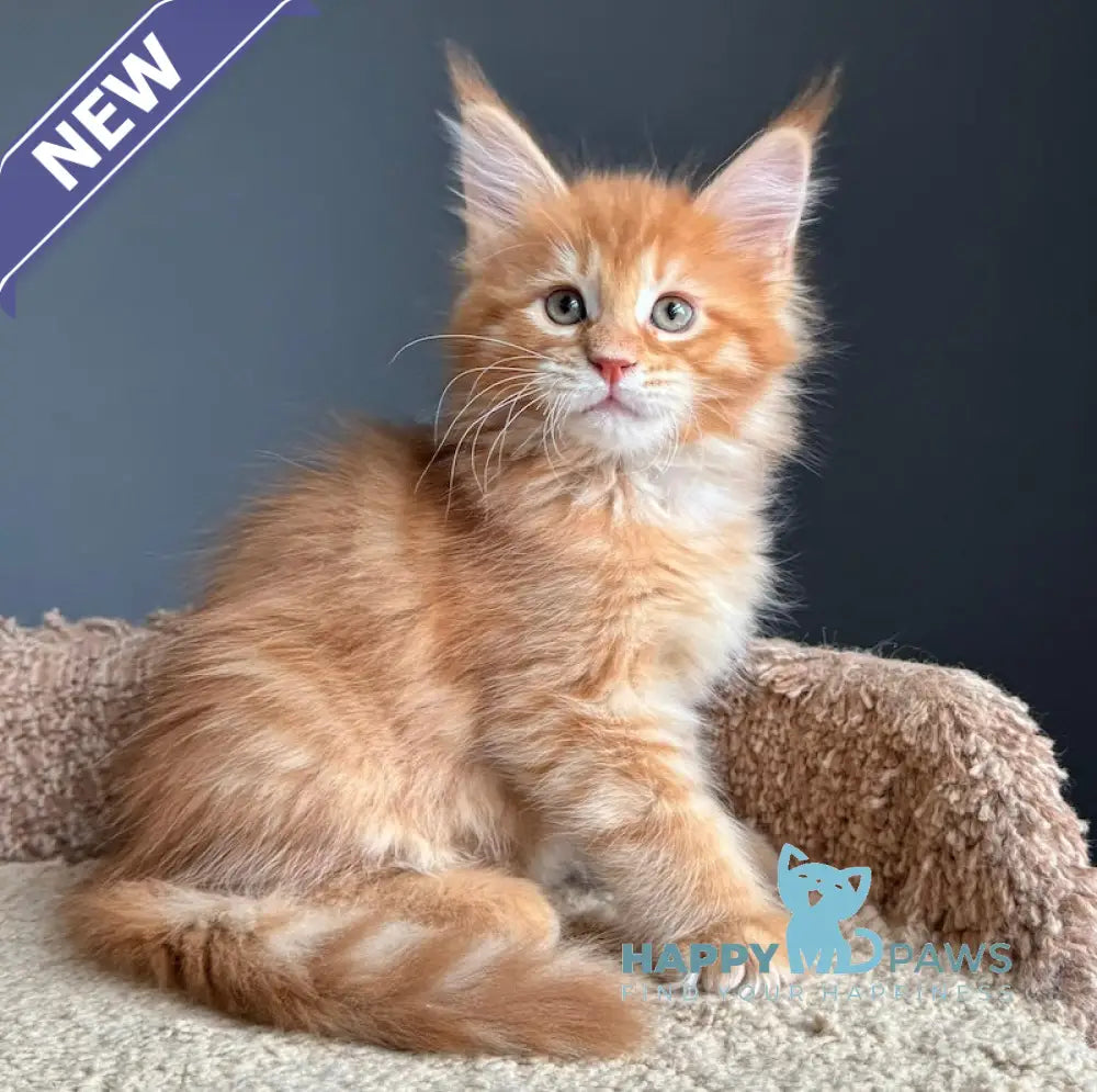 Pepper Maine Coon Female Red Tabby Live Animals