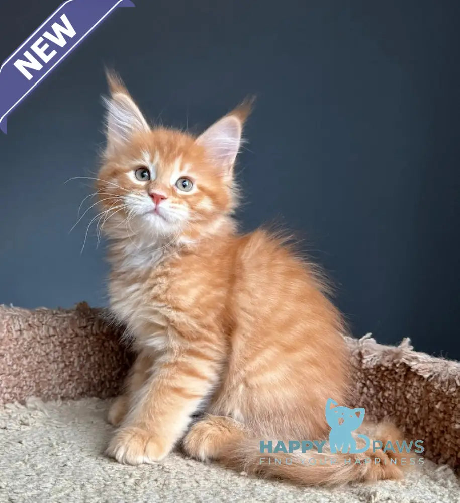 Pepper Maine Coon Female Red Tabby Live Animals