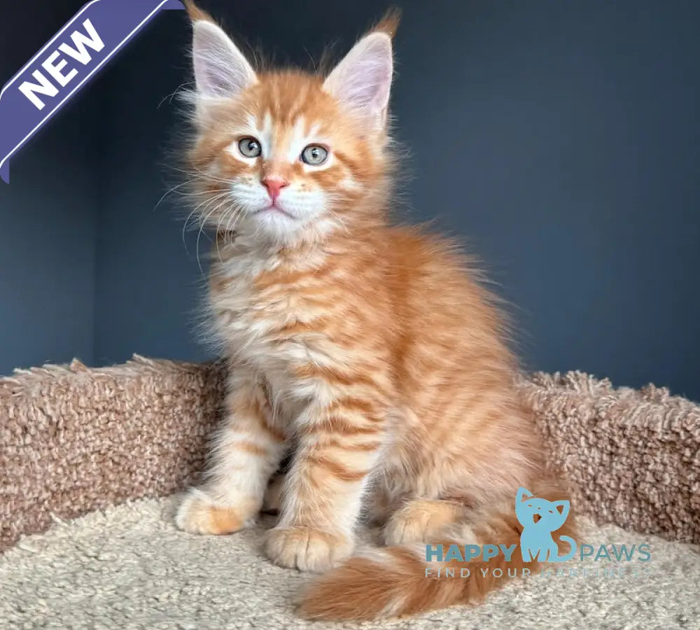 Pepper Maine Coon Female Red Tabby Live Animals