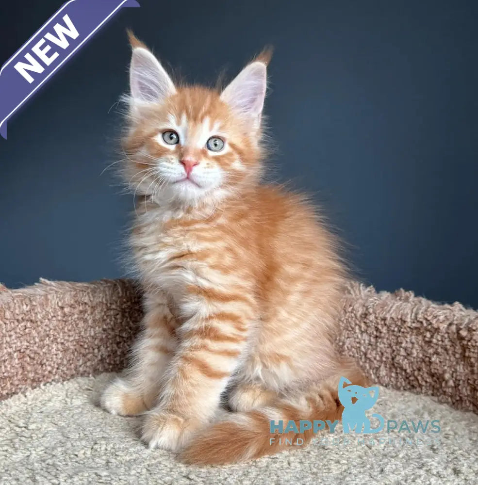 Pepper Maine Coon Female Red Tabby Live Animals