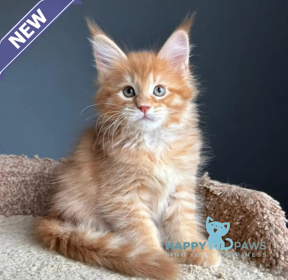 Pepper Maine Coon Female Red Tabby Live Animals