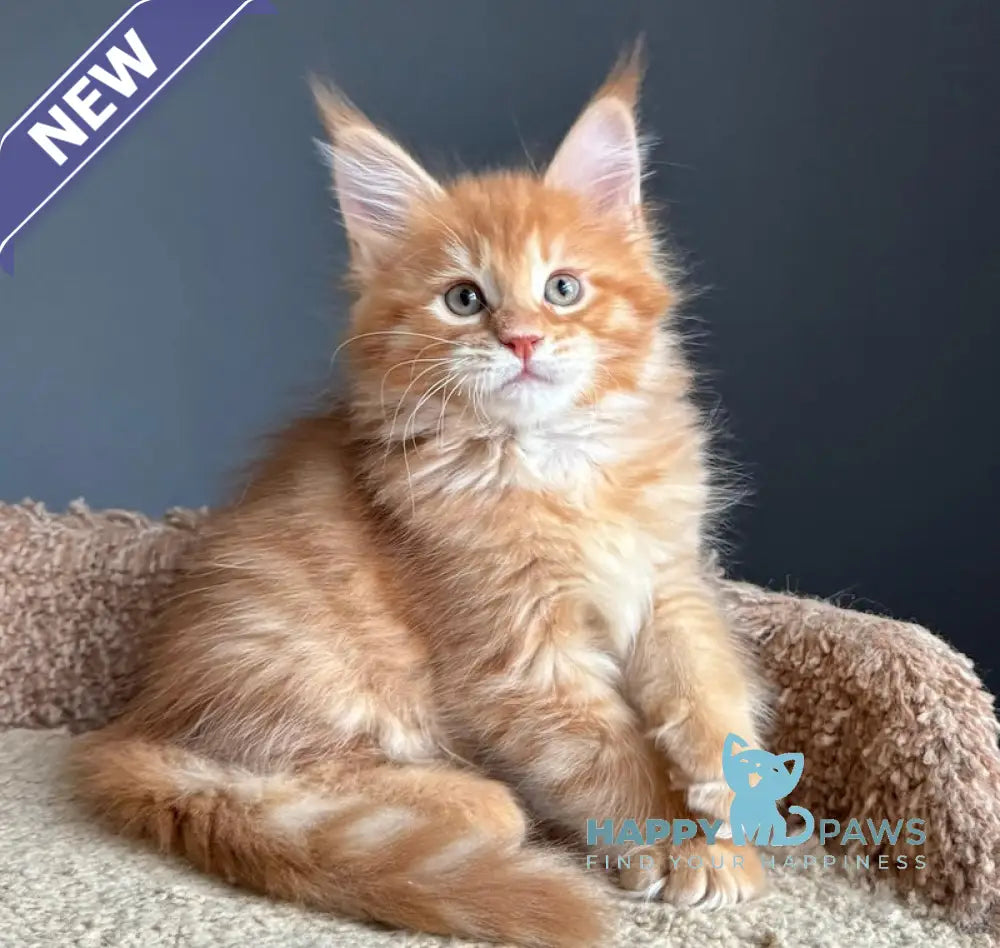 Pepper Maine Coon Female Red Tabby Live Animals