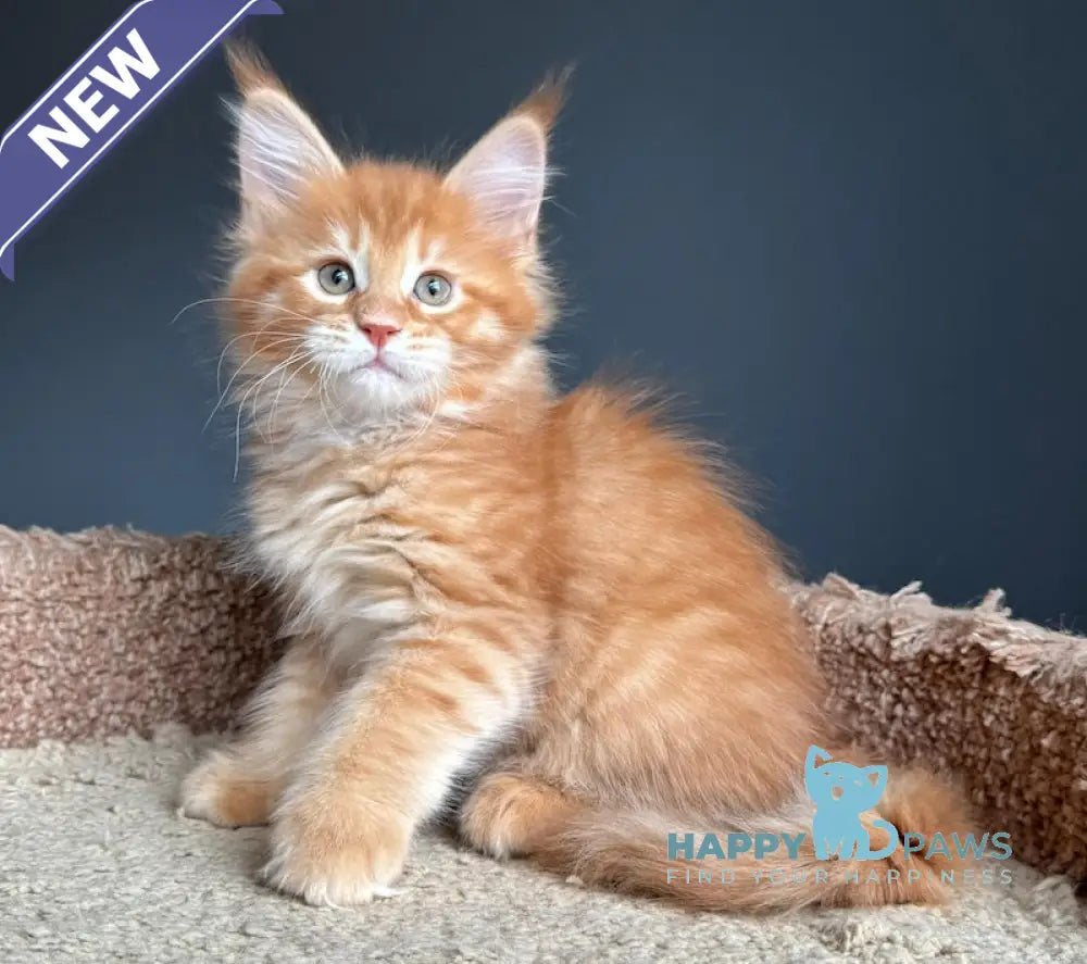 Pepper Maine Coon Female Red Tabby Live Animals