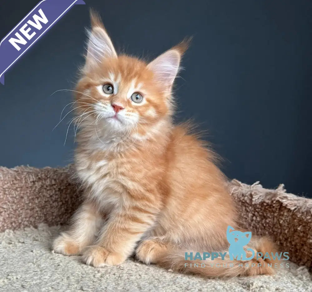 Pepper Maine Coon Female Red Tabby Live Animals