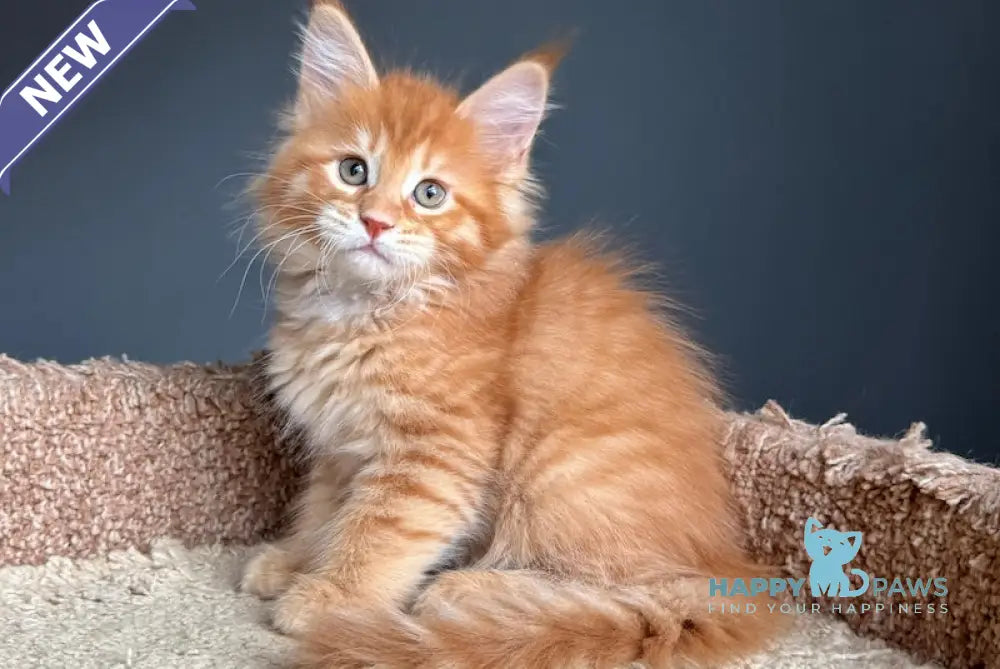 Pepper Maine Coon Female Red Tabby Live Animals