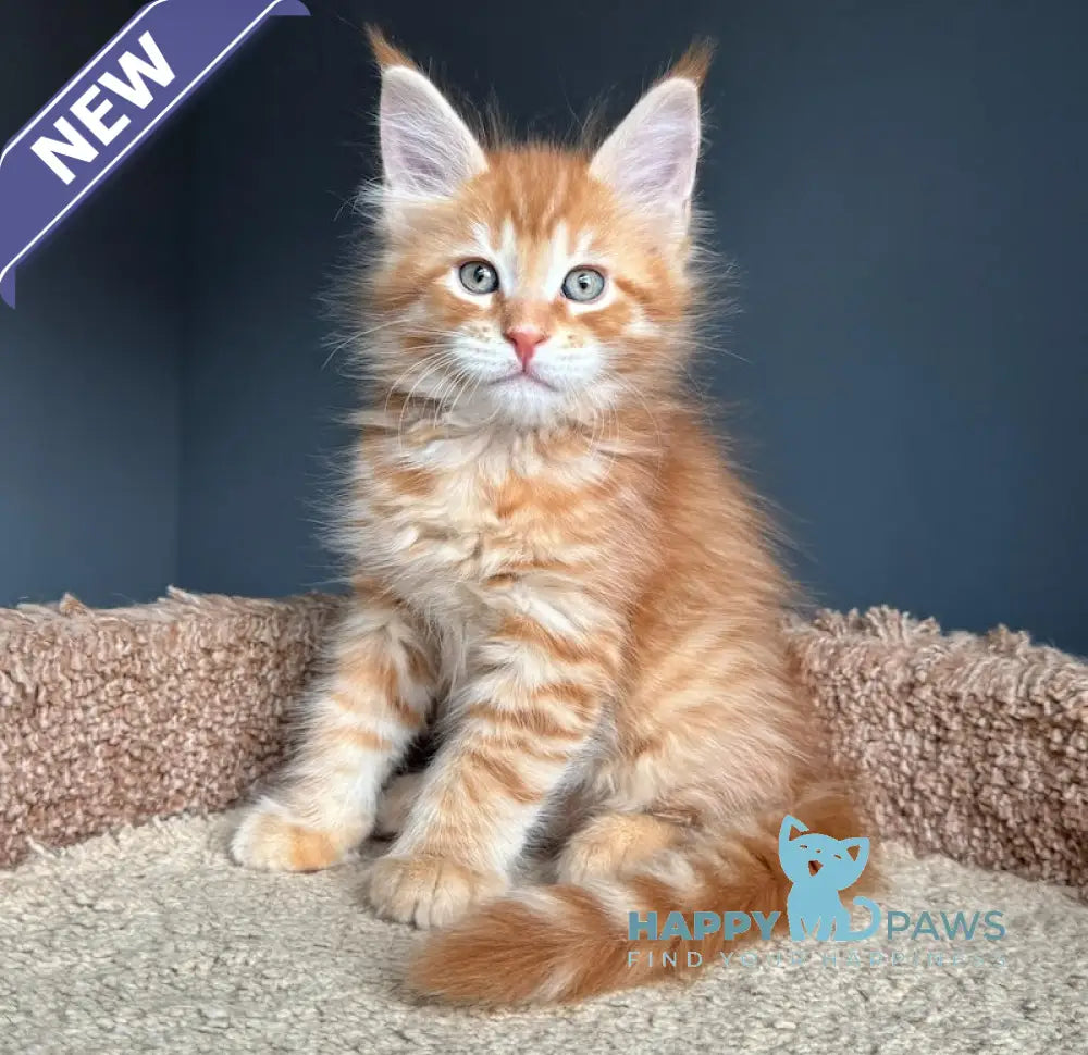 Pepper Maine Coon Female Red Tabby Live Animals