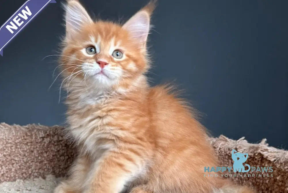 Pepper Maine Coon Female Red Tabby Live Animals