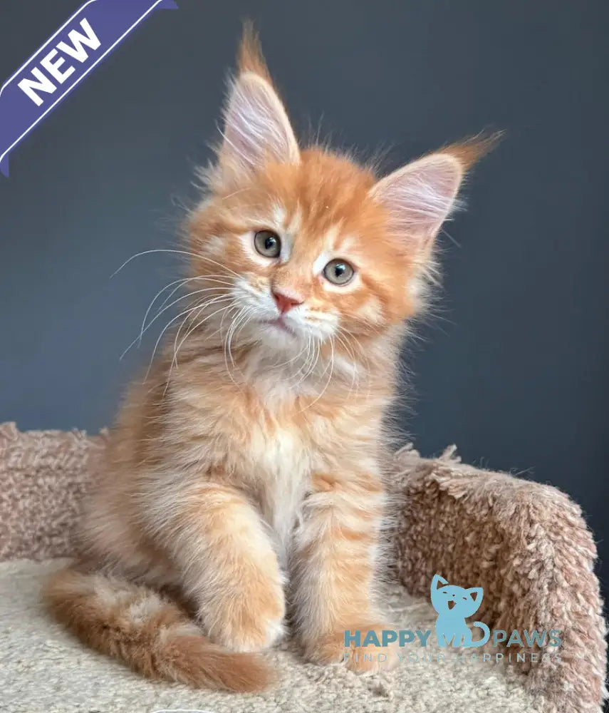 Pepper Maine Coon Female Red Tabby Live Animals