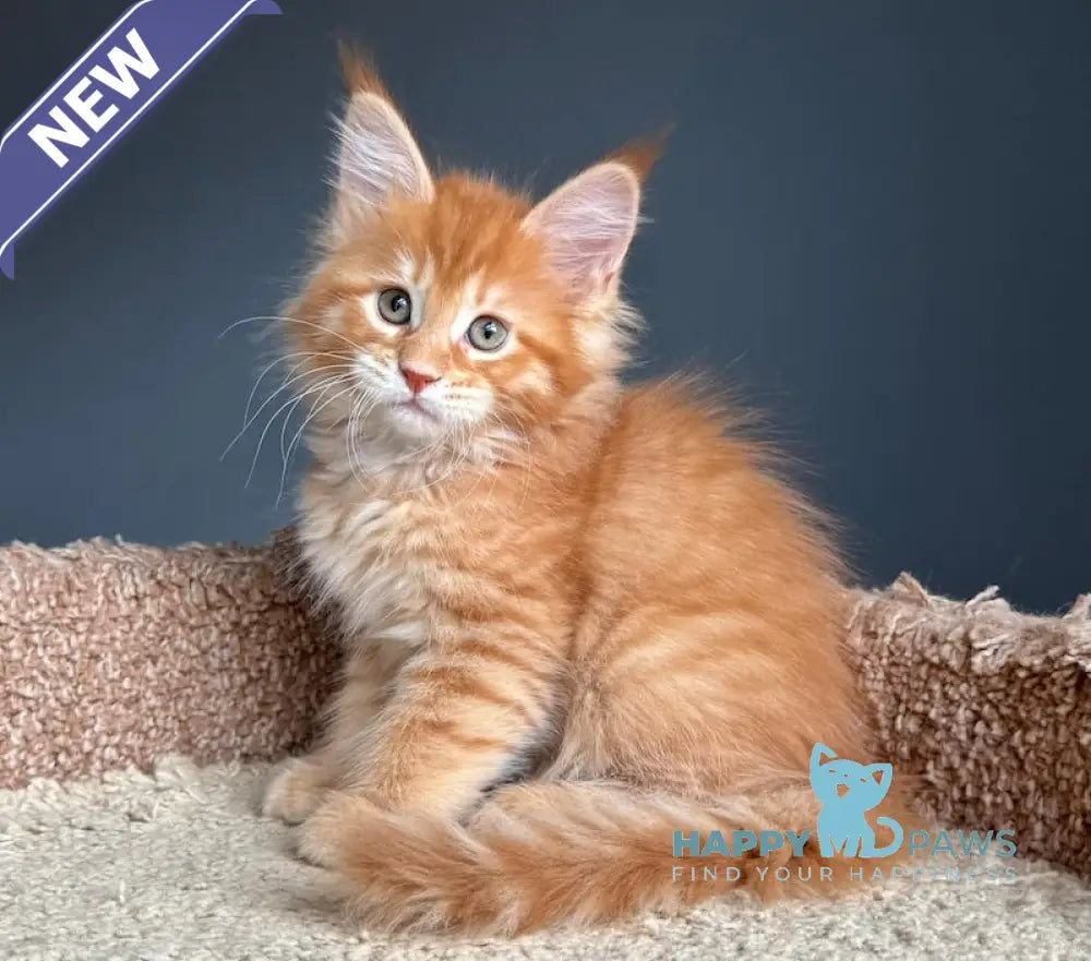 Pepper Maine Coon Female Red Tabby Live Animals