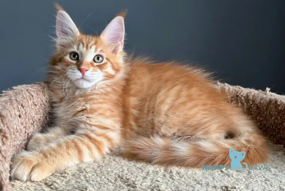 Pepper Maine Coon Male Red Tabby Live Animals