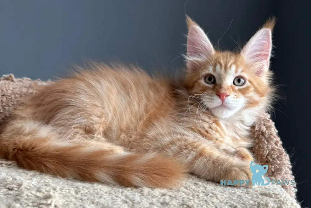 Pepper Maine Coon Male Red Tabby Live Animals