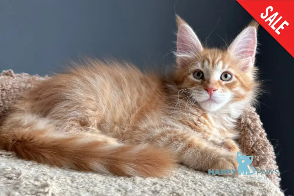 Pepper Maine Coon Male Red Tabby Live Animals