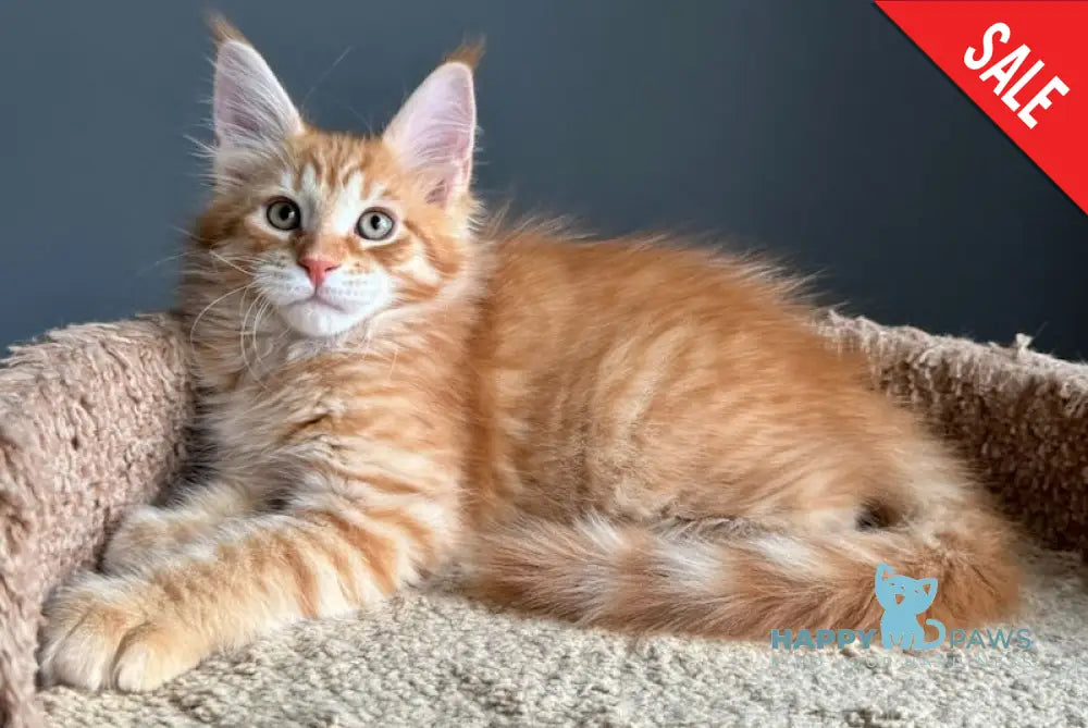 Pepper Maine Coon Male Red Tabby Live Animals