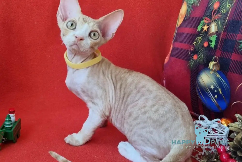 Pepsi Devon Rex Male Red Spotted Tabby Bicolour Live Animals