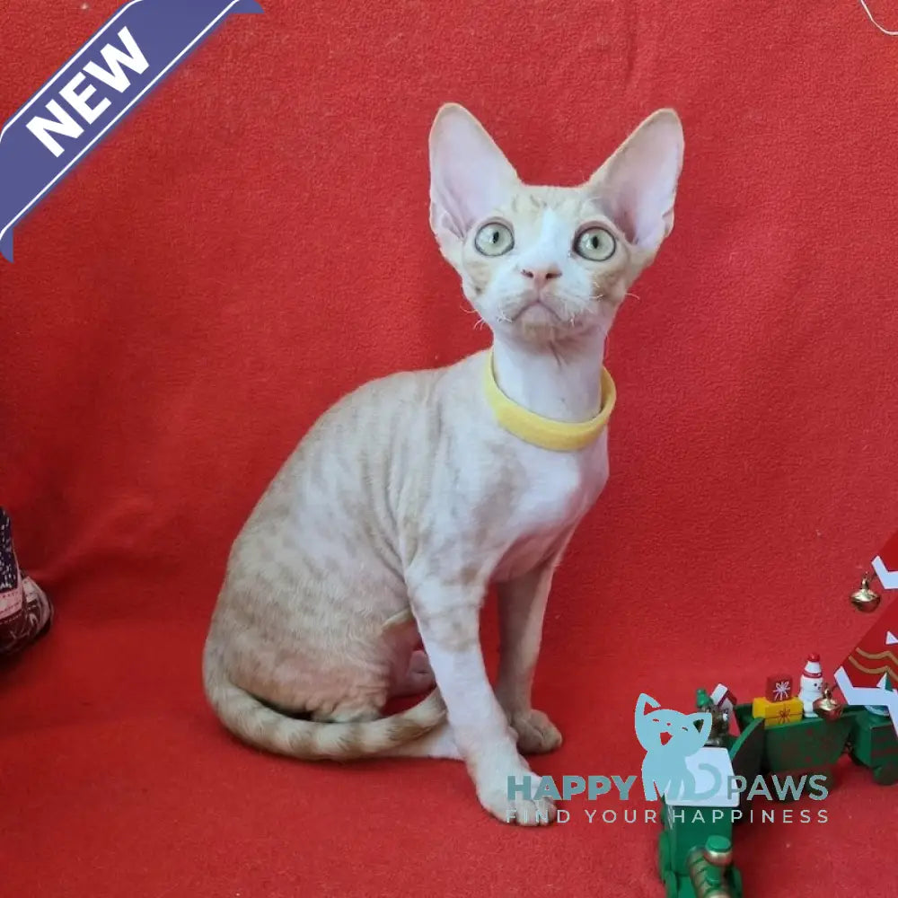 Pepsi Devon Rex Male Red Spotted Tabby Bicolour Live Animals