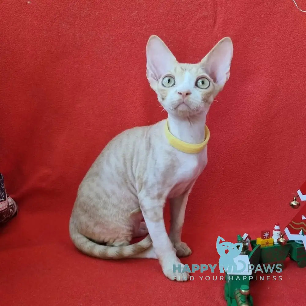 Pepsi Devon Rex Male Red Spotted Tabby Bicolour Live Animals