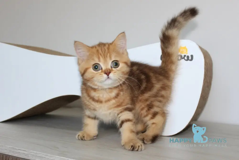 Pepsi Scottish Straight Male Chocolate Golden Tabby Live Animals